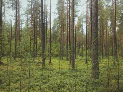 Editorial Content for Crown City: A Japantown Mystery