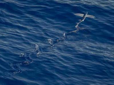 ALIA National Conference 2026 program announced