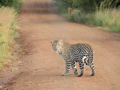 Editorial Content for Crown City: A Japantown Mystery