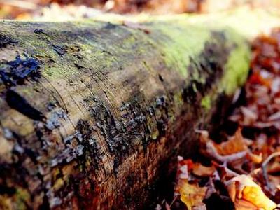 Editorial Content for Dog Person